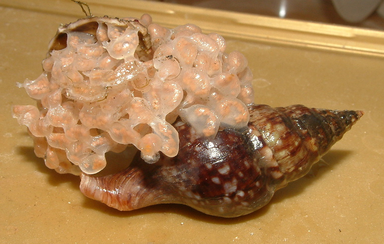 Neptunea contraria